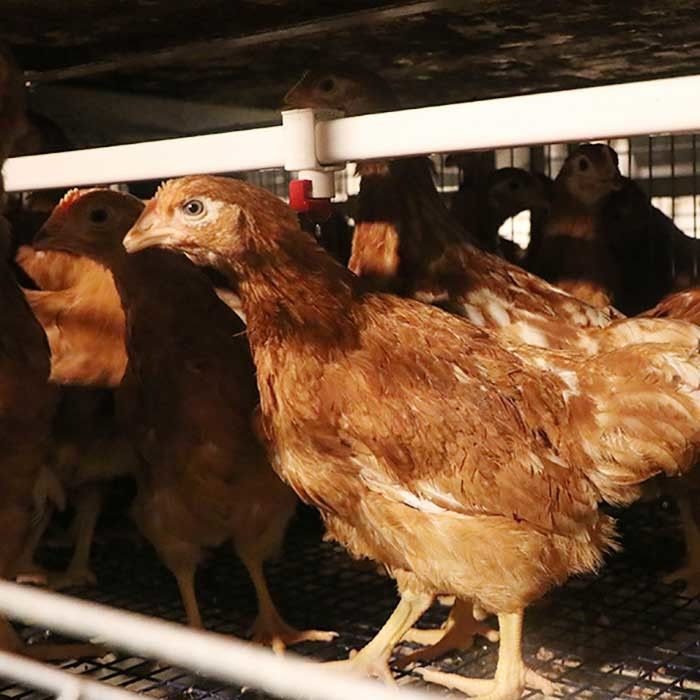 ضد زنگ مرغ تخم مرغ لایه ای قفس مرغ تخمگذار باطری قفس پرورش