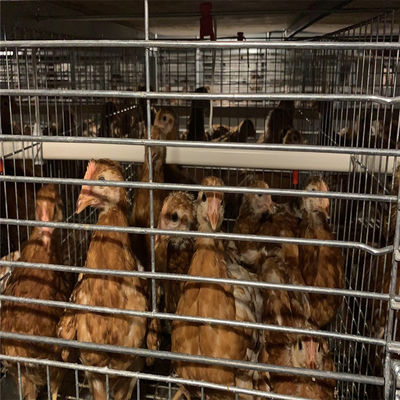 ساختار قفس قفس لایه مرغ مرغ OEM برای کاربرد در مزرعه