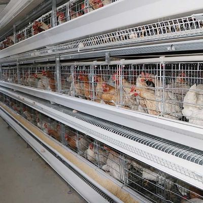 سیستم قفس مرغ مرغی لایه ای نوع سیم فولادی گالوانیزه Q235