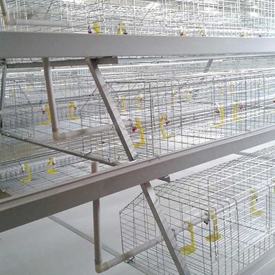 نصب قفس مرغ گوشتی گوشتی گوشتی نوع 3 نوع کنترل خودکار