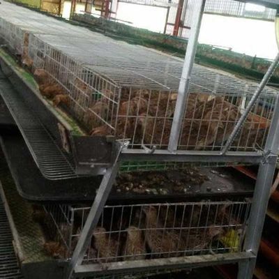 پیچ خوردگی کمتر از پا یا قفس بلدرچین آسیب دیده برای صنایع عمده تولید مثل ایمن است