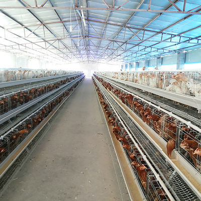A Type Battery Cage System Layer Chicken Chicken Layer Cage برای فروش