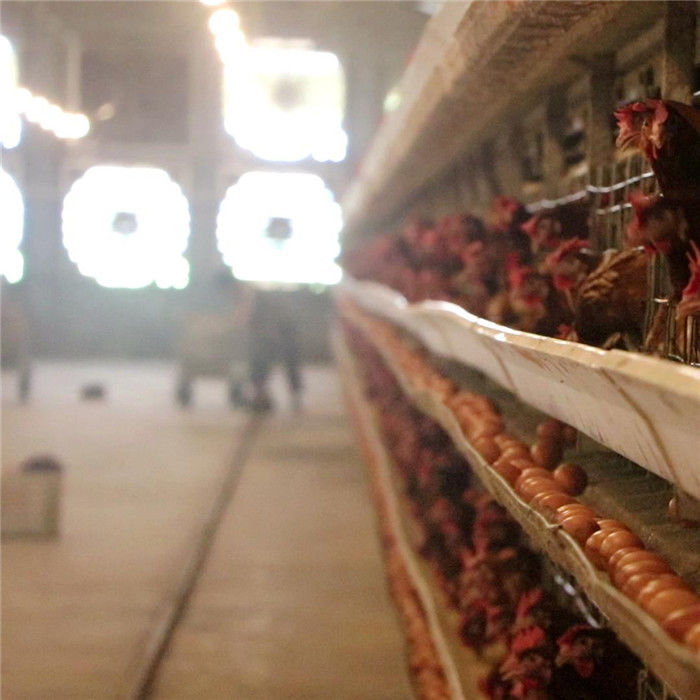 3 ردیف 96 پرندگان / مجموعه قفس مرغ لایه ای با سیستم تغذیه و جمع آوری تخم مرغ