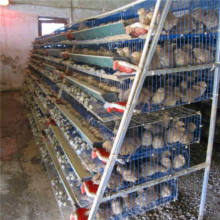 قفس بلدرچین گالوانیزه داغ برای تولید تخم مرغ سیم فولادی Q235