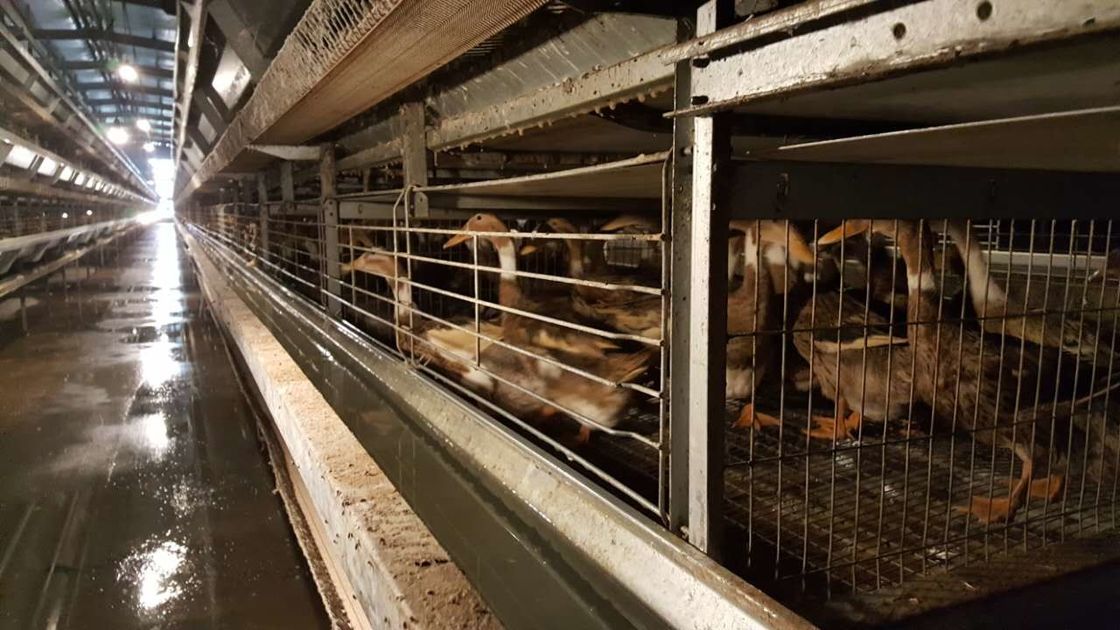 قفس اردک طیور گالوانیزه گرم / قفس مرغ ضد زنگ برای اردک تخم مرغ
