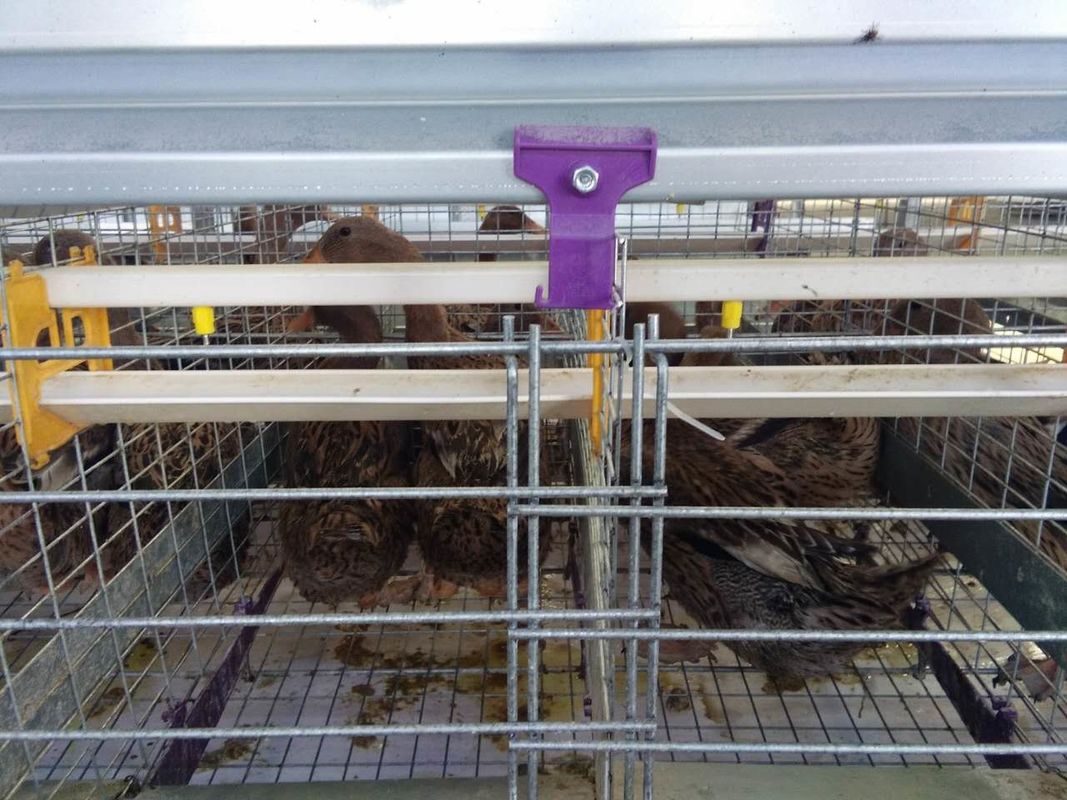 قفس اردک طیور گالوانیزه گرم / قفس مرغ ضد زنگ برای اردک تخم مرغ