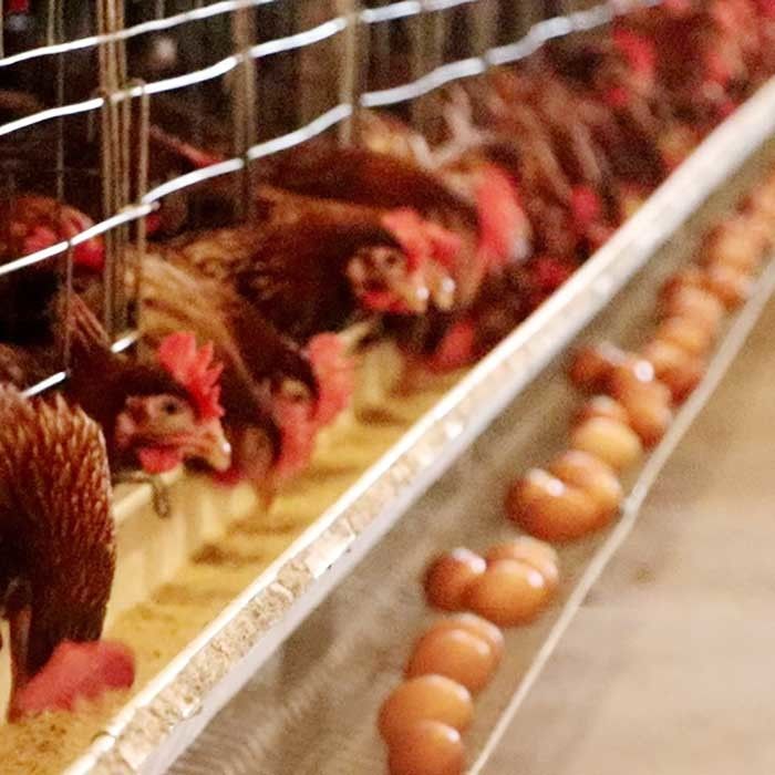 قفس باتری مرغ طراحی سفارشی ، قفس مرغ کاری 50 هرتز صرفه جویی در قفس مرغ نوع