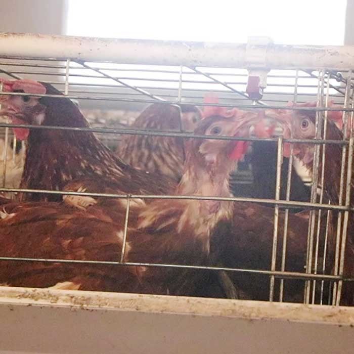 قفس مرغی با لایه ای از نوع قدرتمند برای فروش تخم مرغ در مزرعه در مقیاس بزرگ که تمیز کردن آن آسان است