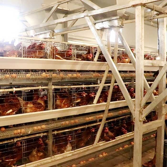 سیستم قفس مرغ مرغی لایه ای نوع سیم فولادی گالوانیزه Q235
