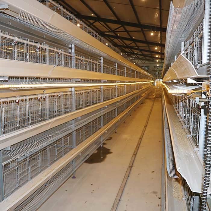 Coop Rearing سیستم تولید قفس باتری در طیور ، قفس لایه ای از نوع مرغ