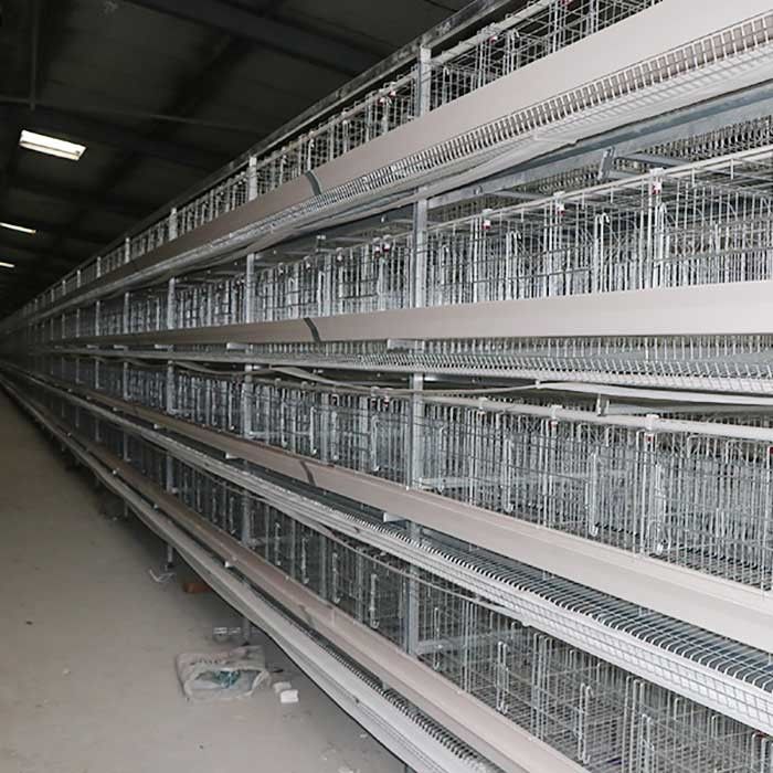 Coop Rearing سیستم تولید قفس باتری در طیور ، قفس لایه ای از نوع مرغ