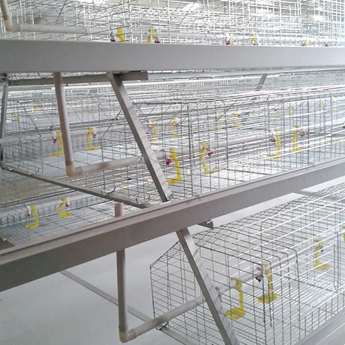نصب قفس مرغ گوشتی گوشتی گوشتی نوع 3 نوع کنترل خودکار