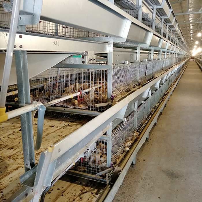 قفس اتوماتیک برای جوجه ها ، قفس مزرعه طیور مرغ لایه ای 264 پرندگان