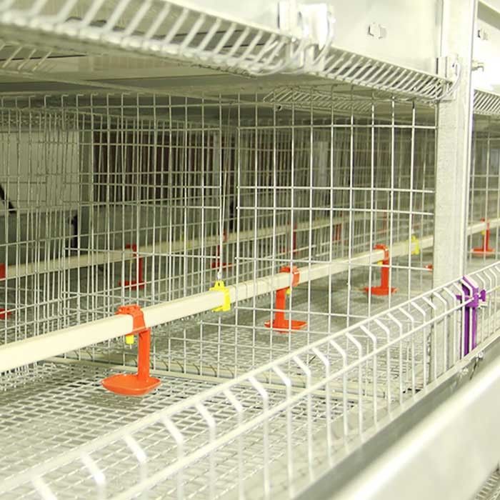 H نوع مرگ و میر پایین قفس مرغ نوزاد قفس 4 طبقه برای مزرعه در مقیاس بزرگ 300CM² مساحت