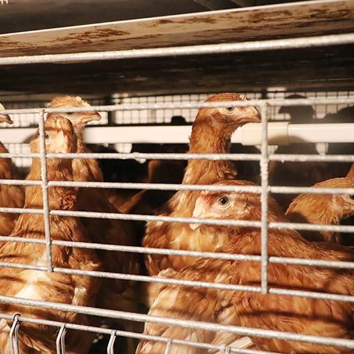 قفس مرغ مجهز به سیم گالوانیزه گرم ، تجهیزات بازرگانی مرغ تجاری