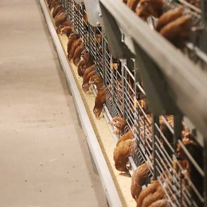 قفس مرغ مجهز به سیم گالوانیزه گرم ، تجهیزات بازرگانی مرغ تجاری