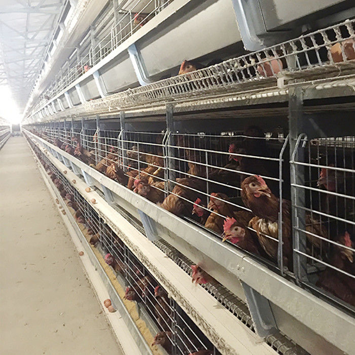 صرفه جویی در نیروی کار با نور بالا در قفس مرغ مزرعه با روشنایی