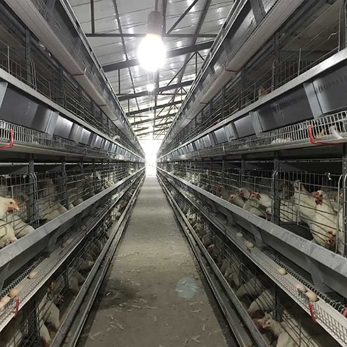 4 - 8.5 متر افزایش باتری قفس مرغ طیور با جمع آوری تخم مرغ خودکار