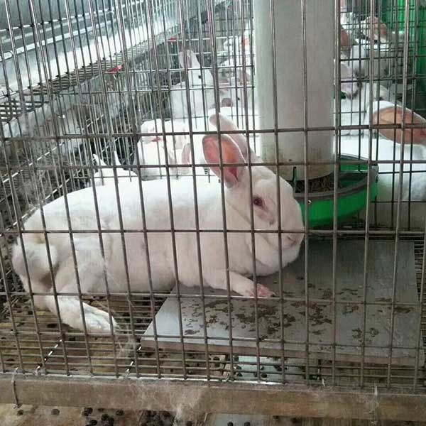 قفس خرگوش تجاری نقره ای / سبز ، خانه صرفه جویی در خرگوش داخلی