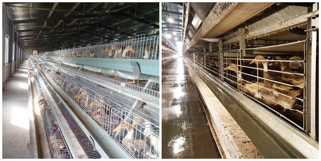 کنترل خودکار قفس اردک لایه لایه 3/4 برای تخمگذار مواد تخم مرغ Q235