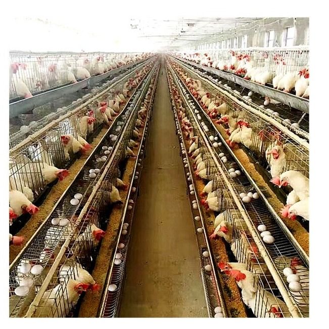 قفس های لایه ای گرم گالوانیزه Q235 A 20 ساله سیستم نوشیدن خودکار