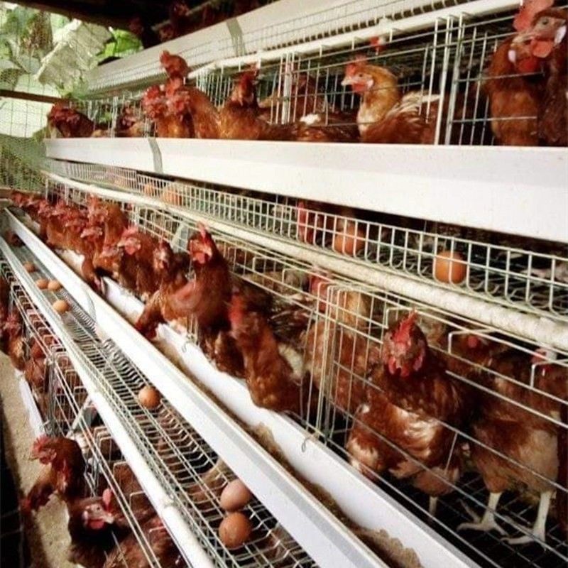 90/96/120/128/160 پرندگان تخمگذار مرغ مرغ قفس سیستم پرورش A نوع 3/4 ردیف لایه باتری قفس
