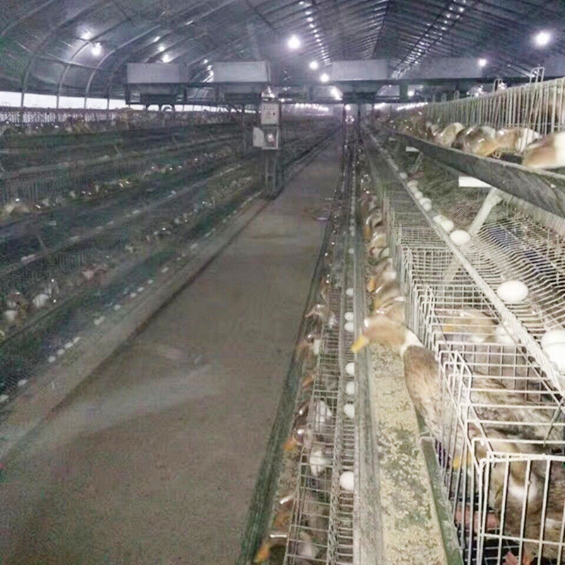 قفس پرورش اردک لایه مرغی برای پرورش مرغداری