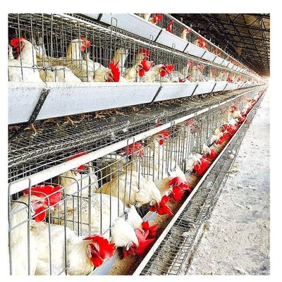 پرندگان 4 ردیف 128 / قفس های لایه ای را برای تخمگذاری تنظیم کنید
